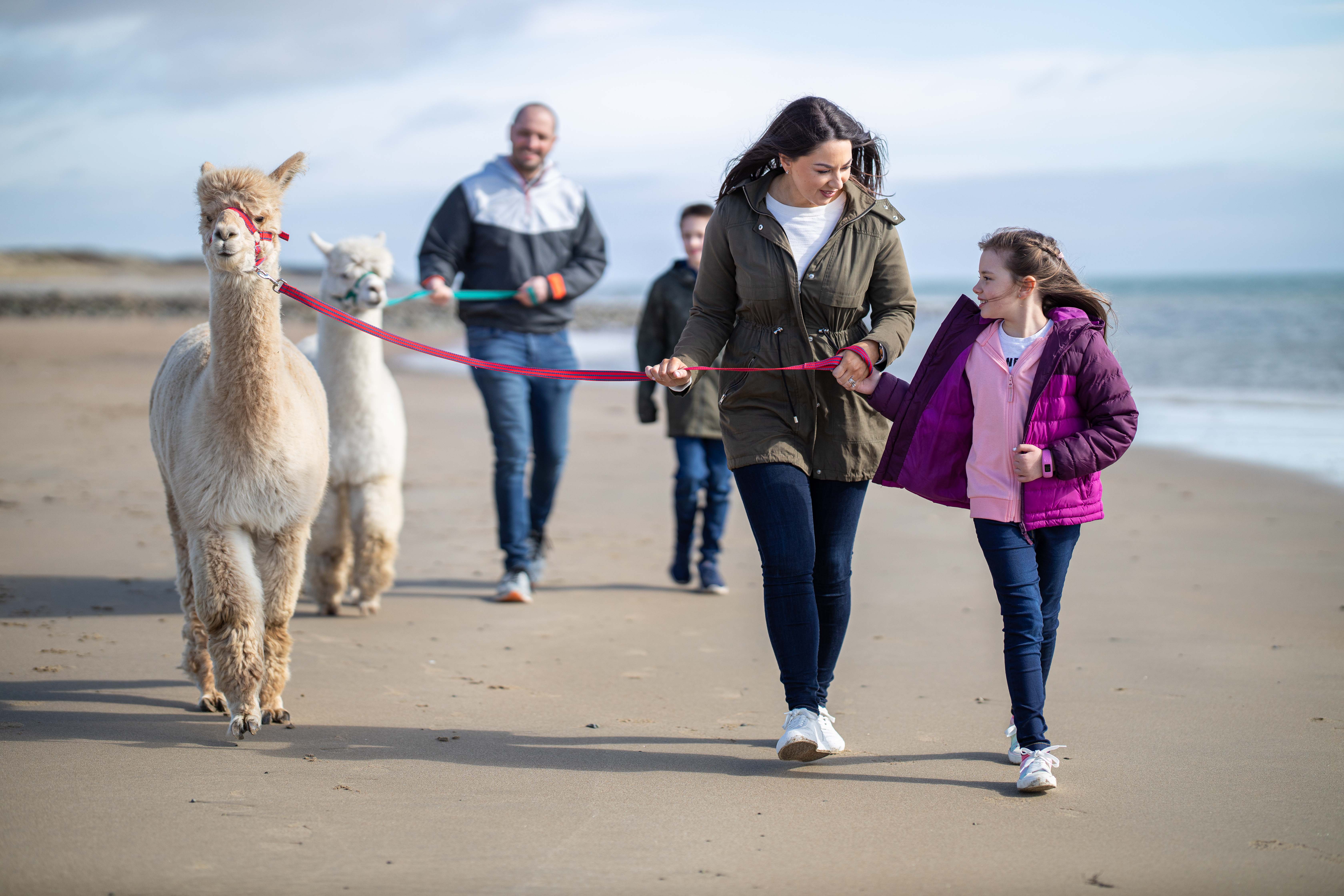 A family walking along the beach on the Cranfield Alpacas experience in Kilkeel, County Down.. 